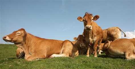Bos taurus Domestic Cattle — Coke Smith Wildlife