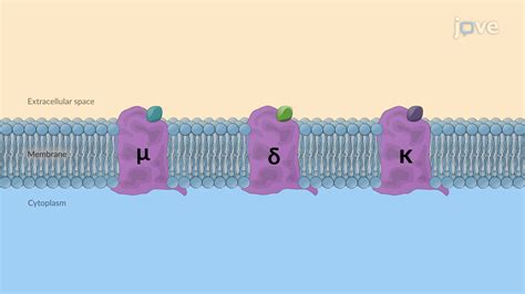 Video: Receptores opioides: descripción general