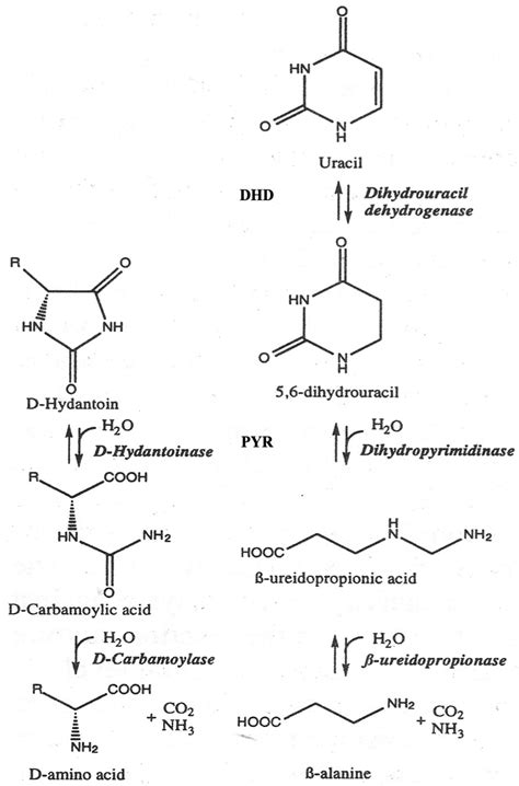 Rational Engineering of the Substrate Specificity of a Thermostable D ...