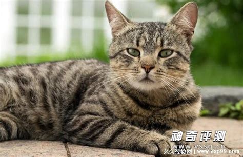 虎斑猫 猫 橙色 动物 猫的 家养 宠物 毛皮 带 眼睛图片免费下载 - 觅知网