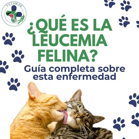 ¿Qué es la leucemia felina? Guía completa sobre esta enfermedad - Clínica Veterinaria y Boutique
