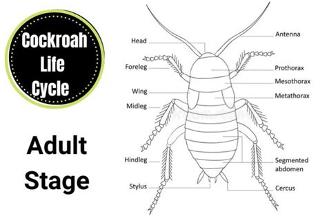 Cockroach Lifecycle 的图像结果