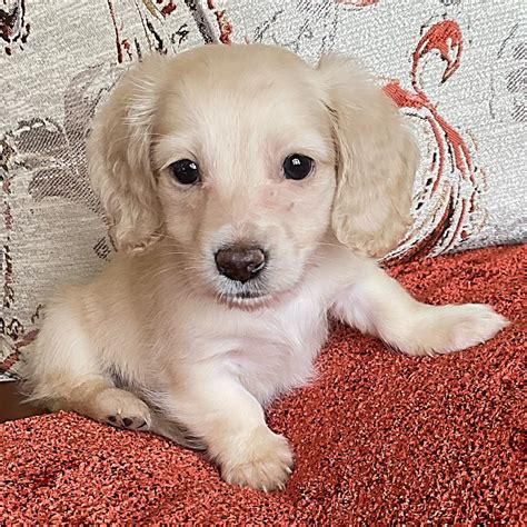 English Cream Miniature Dachshund Puppies - Crème of the Crop ...
