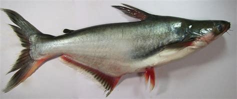 Pangasius Bocourti Fish