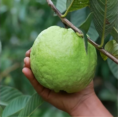 Green View® Rare Big Size Amrud Fruit Live Plant – 1 KG Jumbo Guava ...