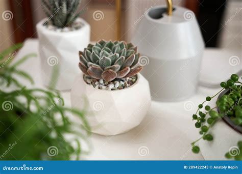 Potted Echeveria Succulent House Plant in White Ceramic Pot and Other ...