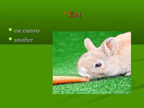 The rabbits / Presentacion de los conejos en ingles | PPT