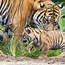 Image result for Newborn Tiger Cubs