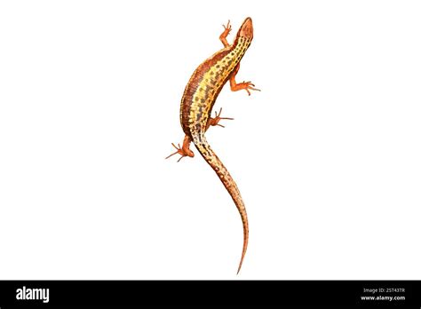 Image result for Monitor Lizard Running Speed