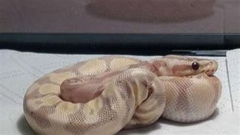 Sick Ball Python 的图像结果