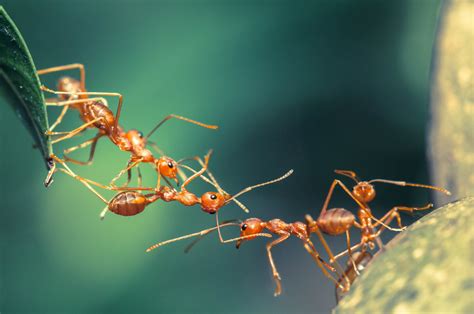 Ants Control - Suburban Pest Control Services - UAE