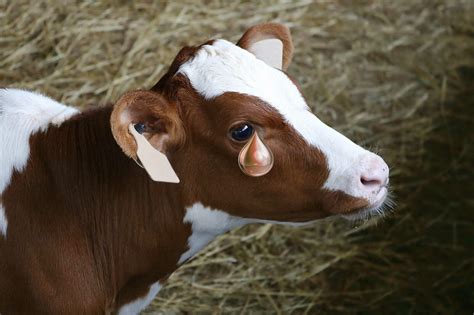 Milch: Peta und das Märchen vom weinenden Kalb | agrarheute.com
