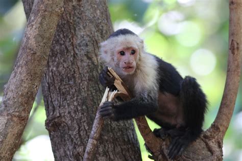 Hawkys Blog: White Faced Capuchins