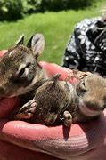 Image result for Baby Bunnies in Cups