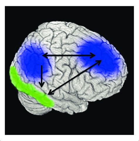 Image result for Prefrontal Cortex Location