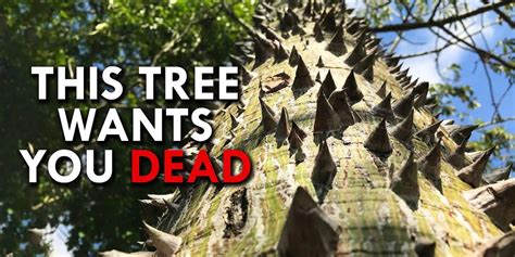 Image result for Sand Box Tree Pod Explosion