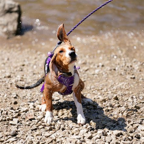 How To Stop Dog From Licking Floor
