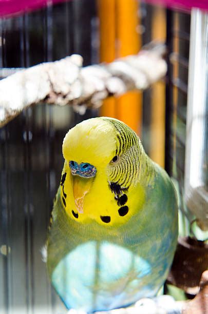 Sick Parakeet 的图像结果