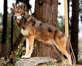 Image result for Endangered red wolf