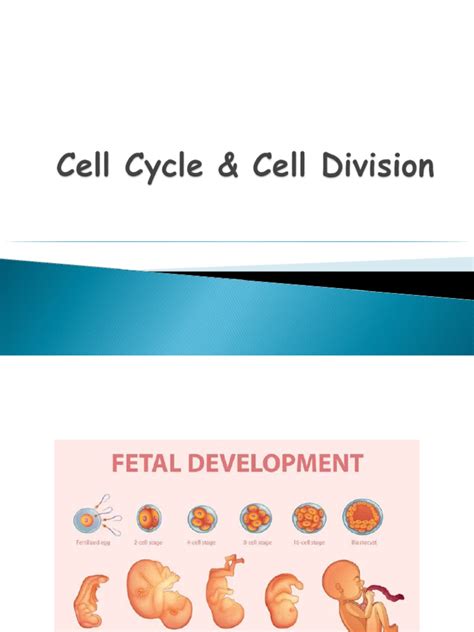 Cell Cyclecell Division | PDF