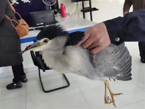 民警救助一只受伤鸟类，竟是国家二级保护动物_荔枝网新闻