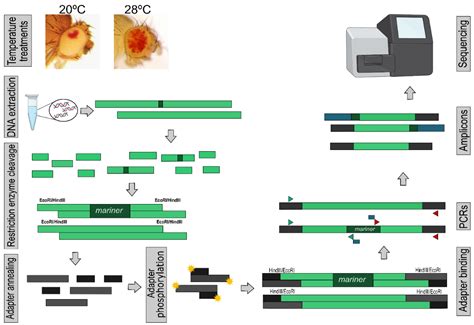 Somatic Mobilization: High Somatic Insertion Rate of mariner Transposable Element in Drosophila ...