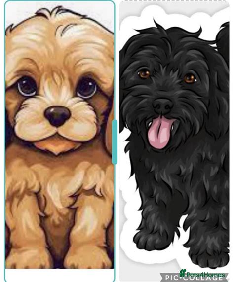 Image result for Cockapoo Adult Dogs