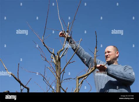 Image result for Plum Tree Pruning
