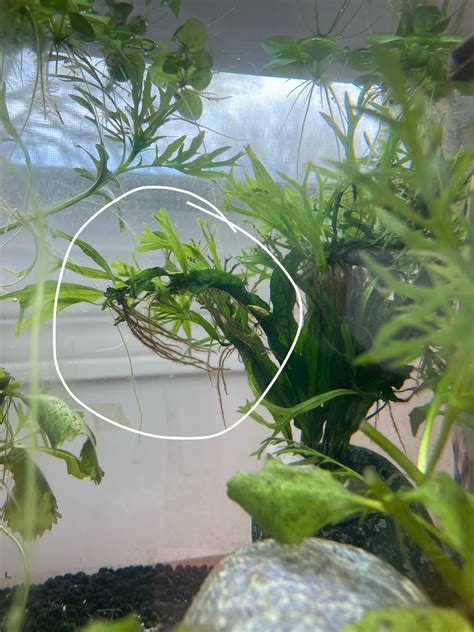 Image result for Brown Java Fern