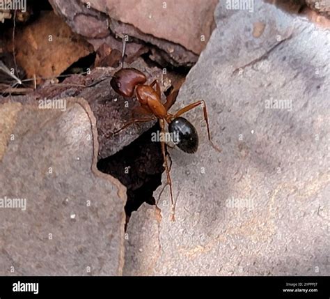 Florida Carpenter Ant (Camponotus floridanus Stock Photo - Alamy