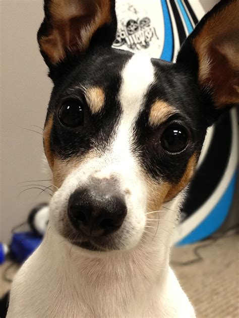 Toy Fox Terrier Mix Puppies