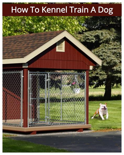 Kennel Training Older Dog : How to Crate an Older Dog in 5 Steps - FTWJBS