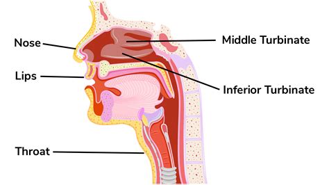 What is pregnancy nose? | Ohio State Health & Discovery