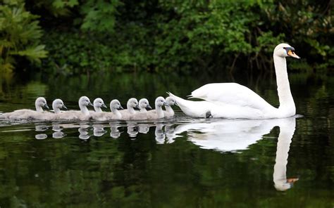 water, Nature, Animals, Swans, Swimming, Rivers, Reflections Wallpapers ...