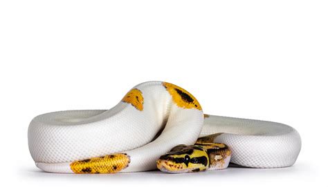 Image result for Python Recipes