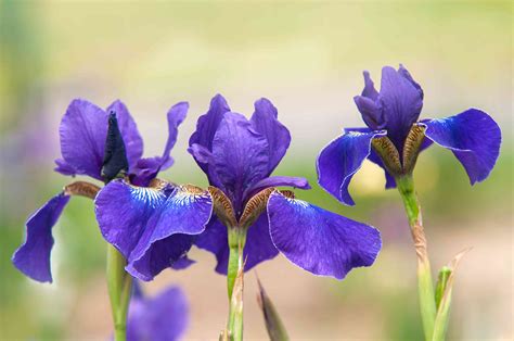 Why Don T Iris Flower at Harriet Ridgeway blog