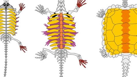 Image result for Turtle Animal Shell