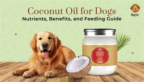 Coconut Oil for Dogs: Nutrients, Benefits, and Feeding Guide | Dogsee
