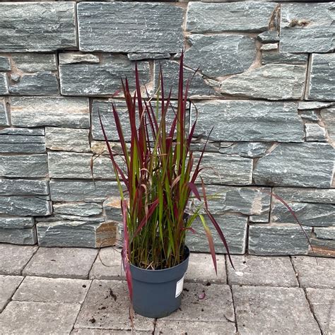 Japanese Blood Grass (Imperata cylindrica Red Baron) – Windyridge ...