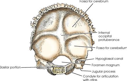 Occipital Bone Diagram | Quizlet