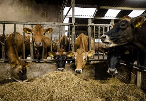 E.U. Rules Will Force Dutch To Ban Livestock Farming