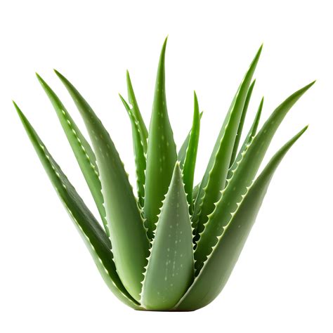 The aloe vera plant displays its striking green leaves with pointed ...