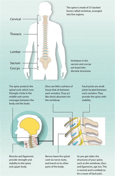Human Body Back Pain