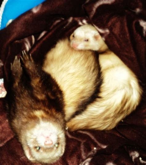 Frettchen Kleinanzeigen | Frettchen Annoncen | Frettchen Inserate ...