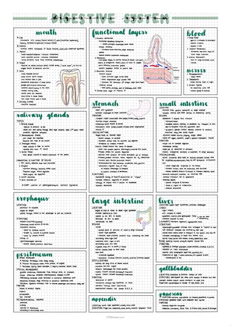 Image result for Digestive System Notes