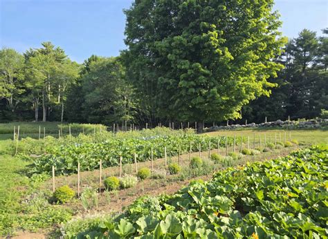 Vegetable Gardening Practices: From Seedling to Harvest - Sanborn Mills ...