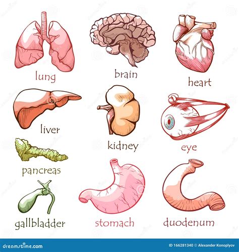 Human Anatomy Drawing Internal Organs at Wade Arnold blog