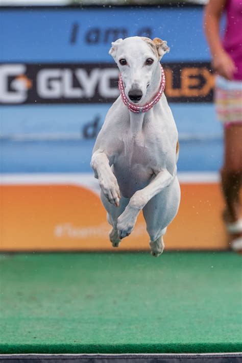 Image result for Dock Diving Dogs