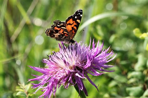American Lady Butterfly Free Stock Photo - Public Domain Pictures
