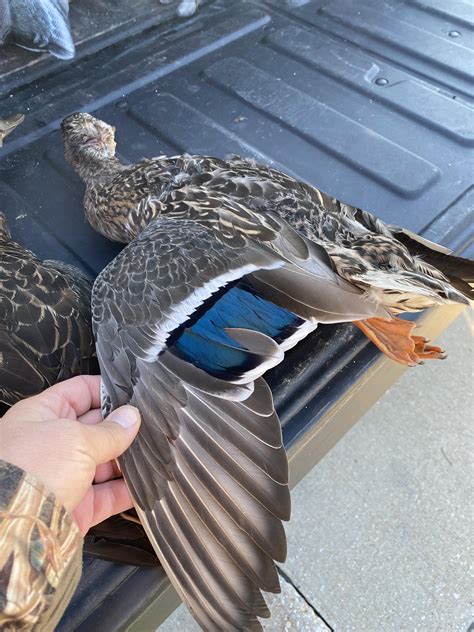 Hen Black Duck Black Duck Chesapeake Bay News